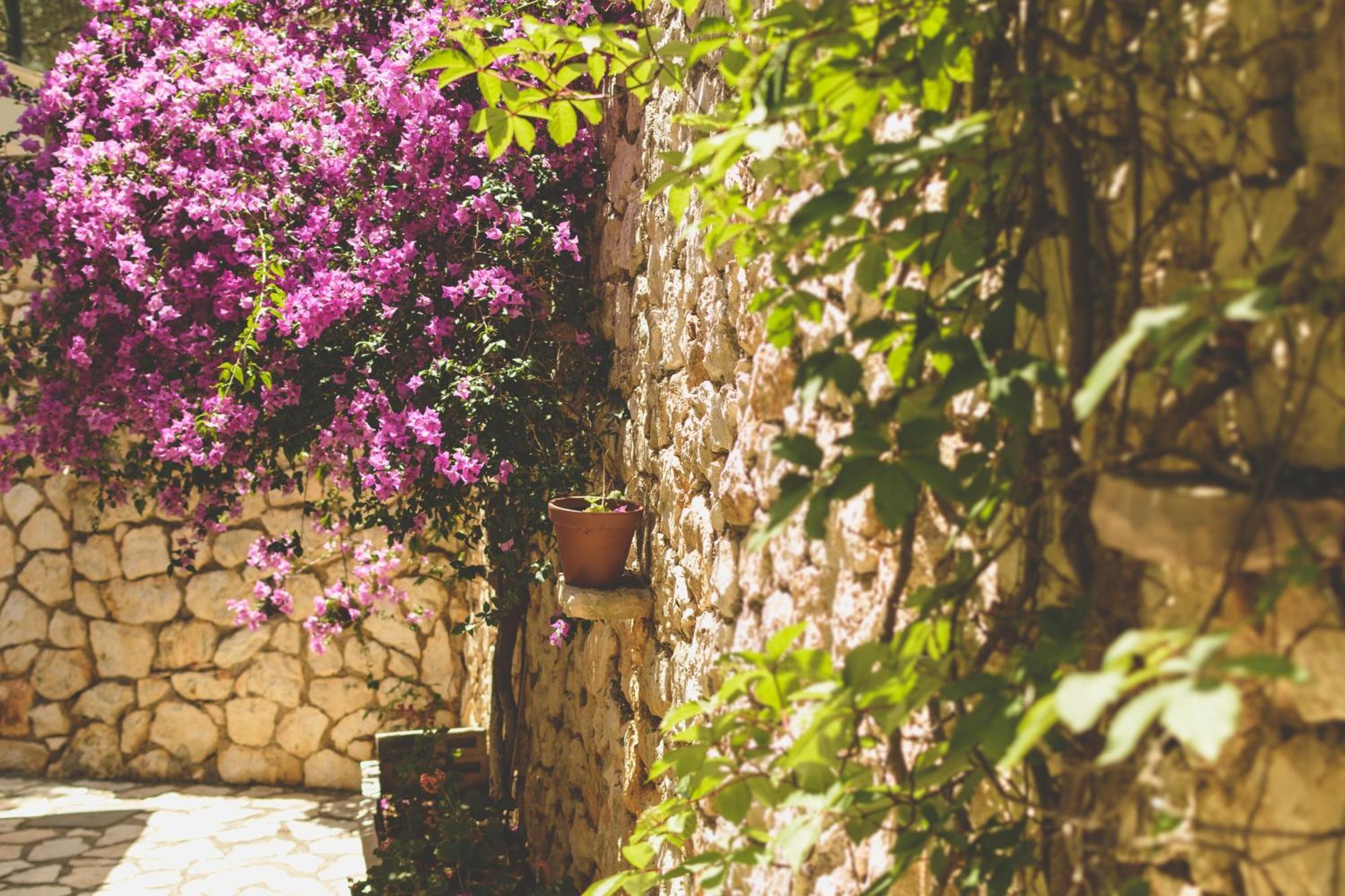 Althea Studios Lefkada Áyios Nikítas 部屋 写真